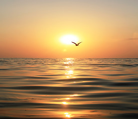 Image showing Sea, sunset and seagull