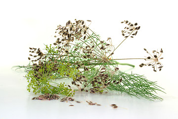 Image showing Dill