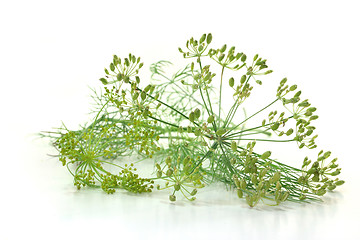 Image showing Dill