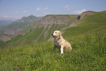 Image showing Dog in mountains