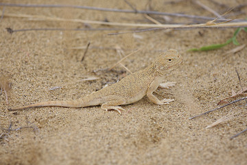 Image showing Lizard