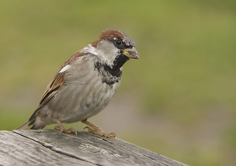 Image showing House Sparrow.