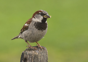 Image showing House Sparrow.