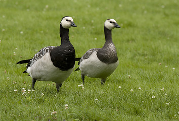 Image showing Barnacle Goose. 