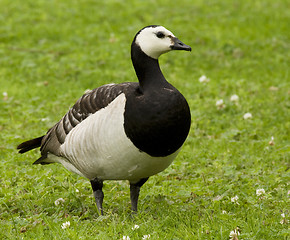 Image showing Barnacle Goose. 