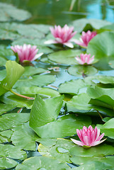 Image showing Pond