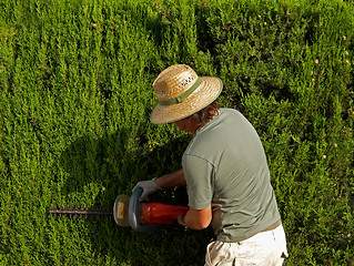 Image showing Pruning a hedge