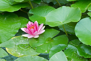 Image showing Lily flower