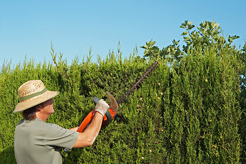 Image showing Pruning a hedge