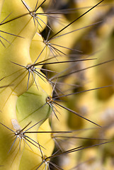 Image showing Cactus