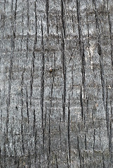 Image showing Palm tree trunk texture