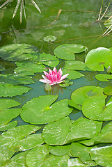 Image showing Pond