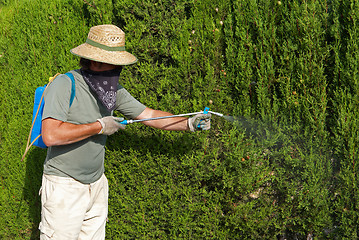 Image showing Gardener spraying pesticide