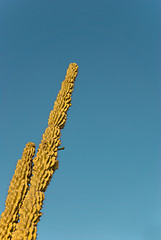 Image showing Cactus