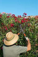 Image showing Gardener pruning