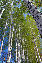 Image showing spring in birch tree woods