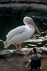 Image showing big white pelican