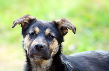 Image showing young pitiful stray dog