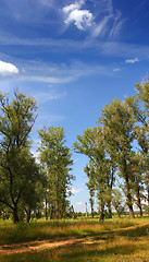 Image showing summer landscape with poplar trees