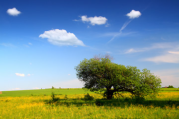 Image showing landscape with strange tree