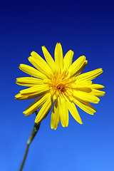 Image showing yellow flower under sky