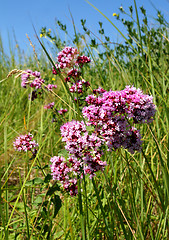 Image showing origanum vulgare