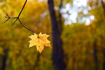 Image showing single yellow autumn leaf