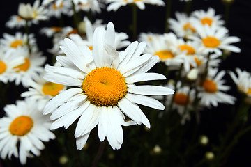 Image showing camomiles close-up on black