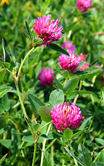 Image showing clover flowers