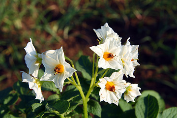 Image showing potatoes flowers