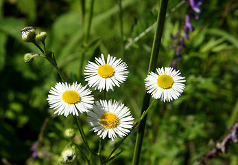 Image showing four camomiles with narrow petals