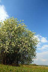 Image showing blossom bird cherry tree