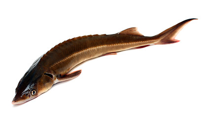 Image showing russian sturgeon