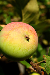 Image showing apple on branch
