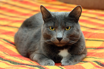 Image showing big gray cat
