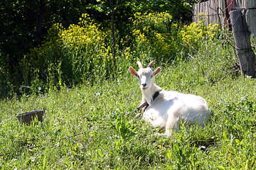 Image showing white goat