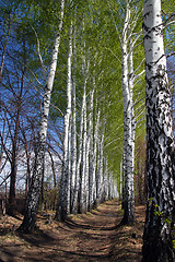 Image showing spring birch woods alley