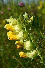 Image showing snapdragon (Antirrhinum) flower