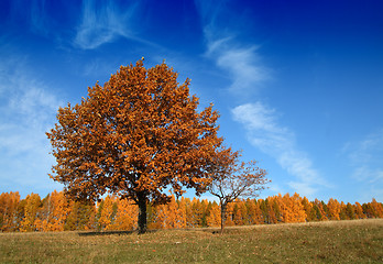 Image showing autumn landscape with tree