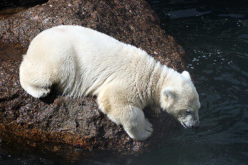 Image showing white bear cub