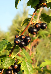 Image showing black currant berry
