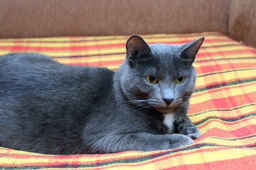 Image showing big gray cat