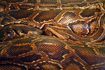 Image showing curled python