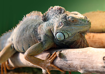 Image showing iguana on branch