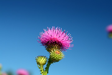 Image showing thistle flower