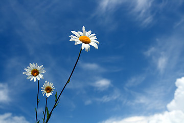 Image showing chamomiles and sky