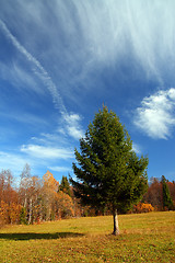 Image showing autumn landscape with fir tree