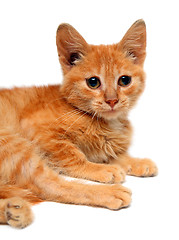 Image showing red small cat