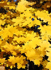 Image showing bright yellow maple leaves