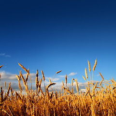 Image showing stems of wheat in sunset light